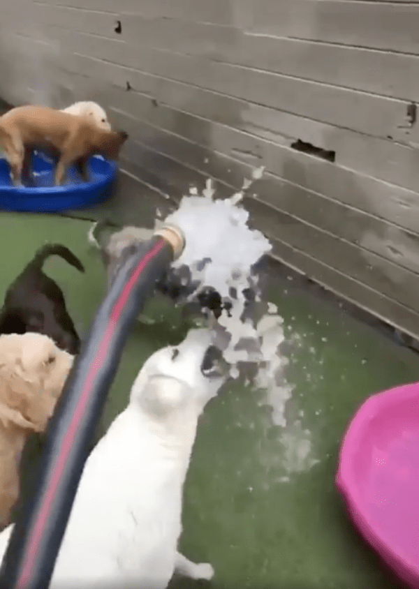 출처 : Reddit / 물이개! 물이라개! 너무 좋다개!