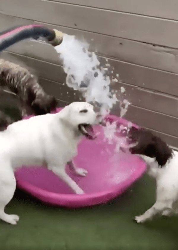 출처 : Reddit / 물이개! 물이라개! 너무 좋다개!