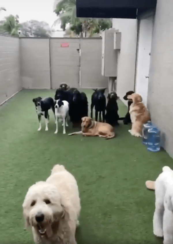 출처 : Reddit / 물이라니...물이라개... 너무 싫다개!