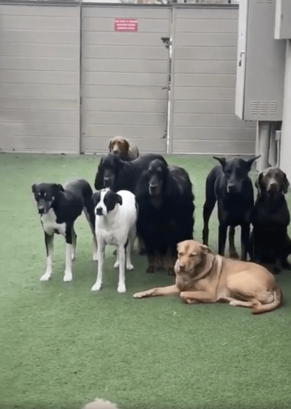 출처 : Reddit / 절대 다가가지 않을거라개!