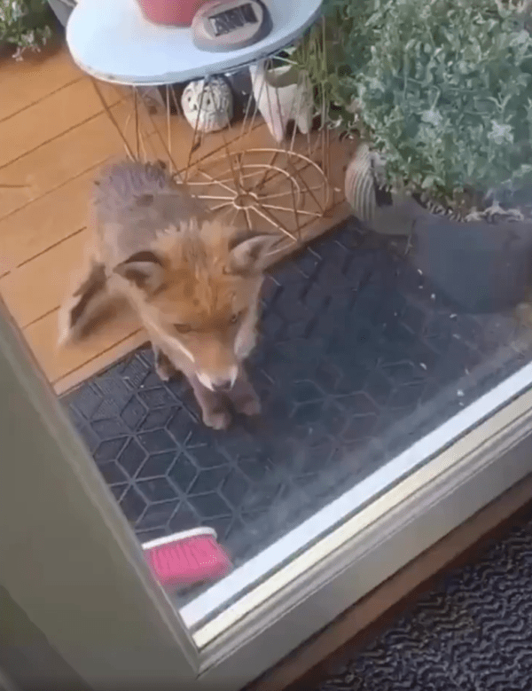 출처 : Reddit / 문 앞에서 사람을 기다리는 여우