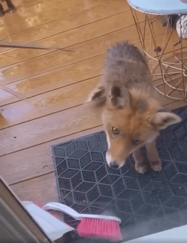 출처 : Reddit / 문을 빨리 열어주지 않자, 이상한 듯 고개를 갸웃거리는 여우