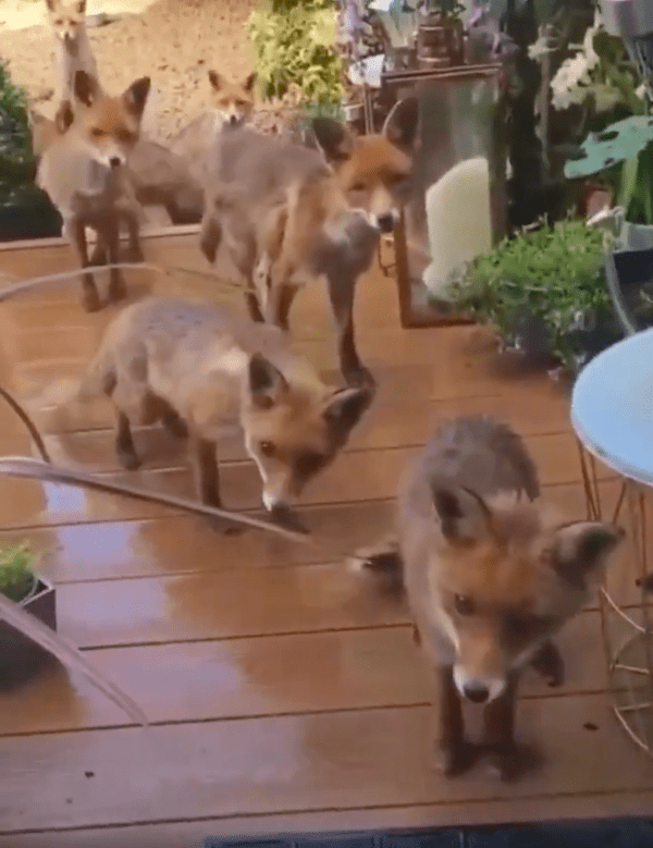 출처 : Reddit / 여기가 맛집이라고 소문이 난 듯, 사람을 기다리는 여러 여우들