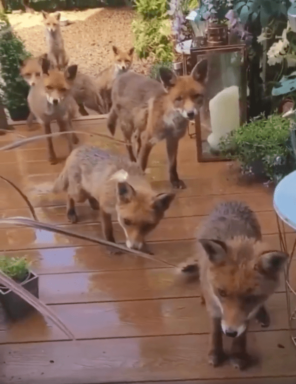 출처 : Reddit / 얼른 문을 열고 우리에게 맛있는 걸 주세여우!