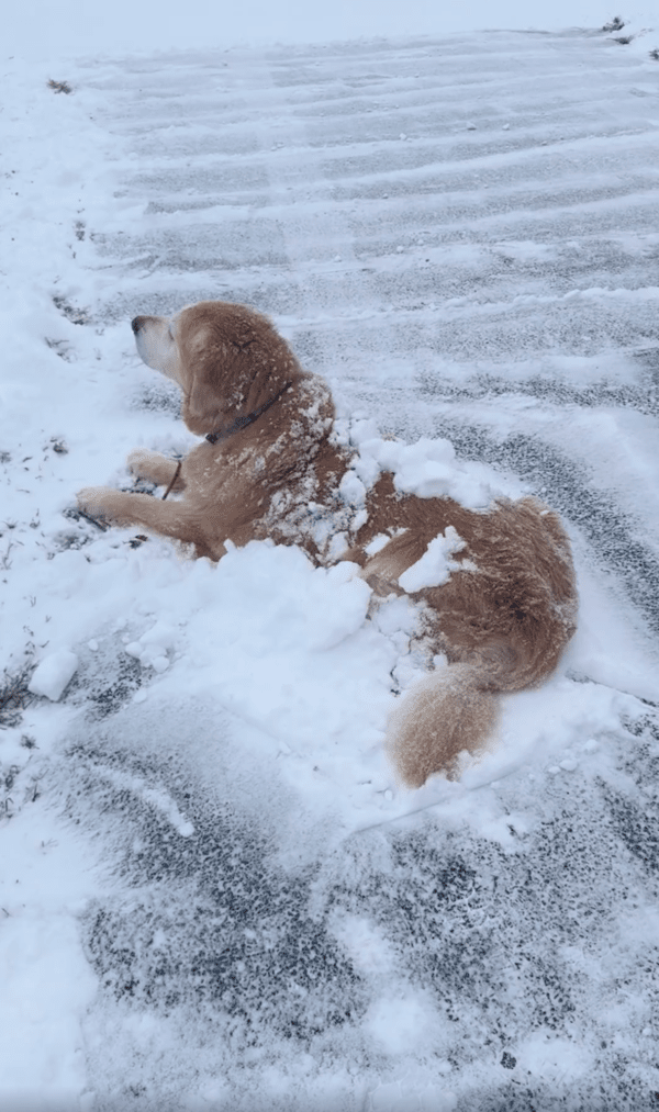 출처 : Reddit / 눈 쌓인 차도에 엎드려 있는 리트리버