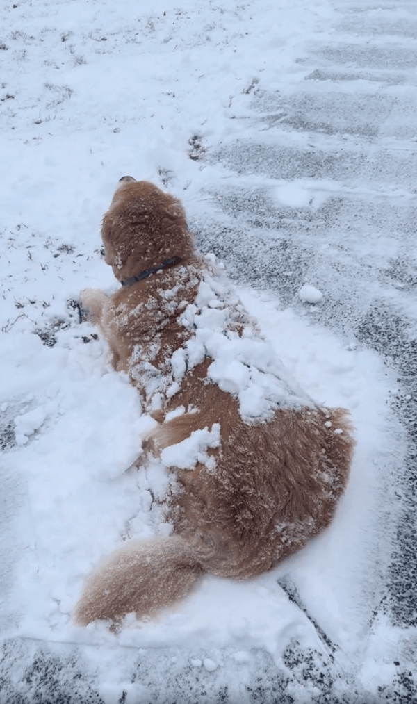 출처 : Reddit / 주인이 차도에 쌓인 눈을 치워도 가만히 있는 리트리버
