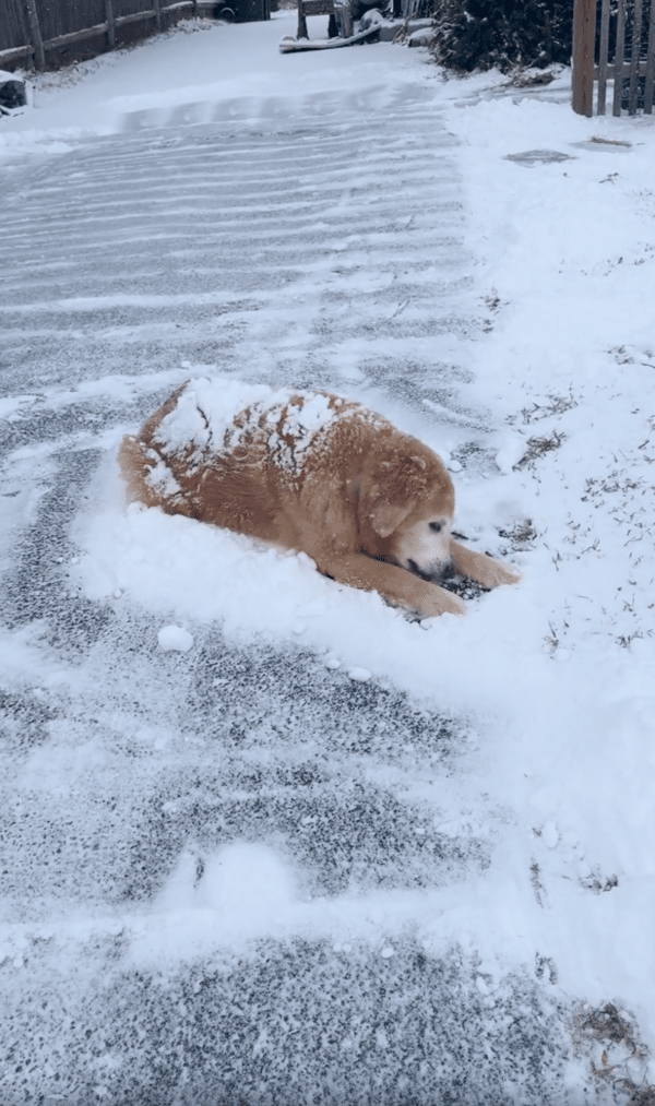 출처 : Reddit / 눈을 있는 그대로 즐기고 있는 골든 리트리버