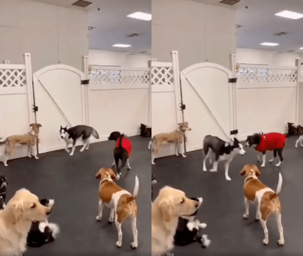 출처 : Reddit / 강아지들 사이에서 돌고 있는 허스키