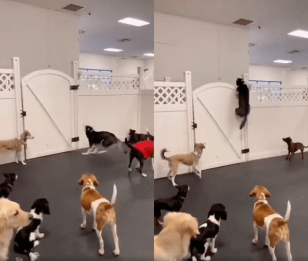 출처 : Reddit / 점프를 하더니 문을 넘으려는 허스키