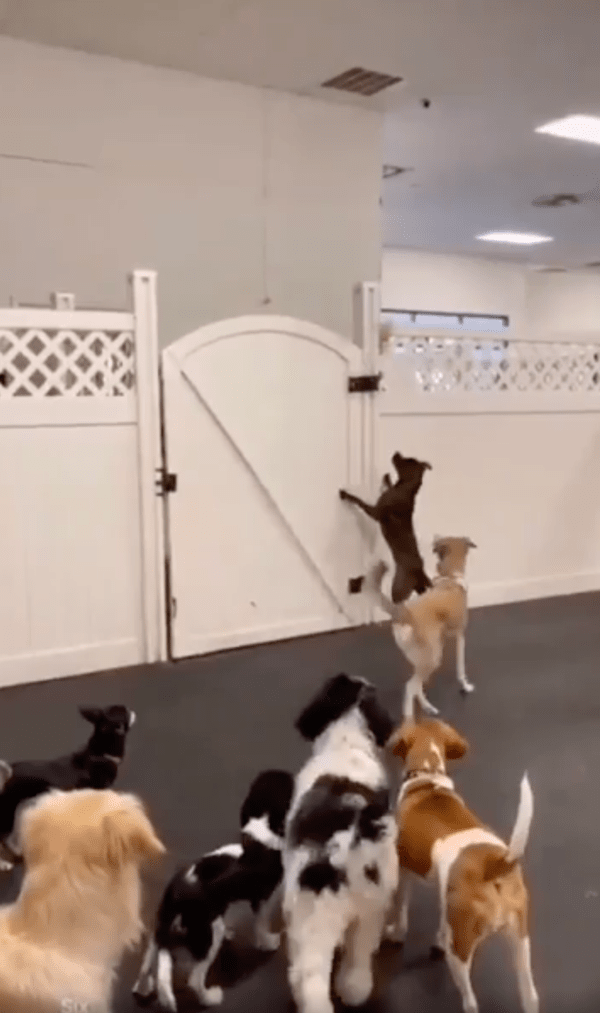 출처 : Reddit / 쟤는 어떻게 뛴거개? 신기하다개!