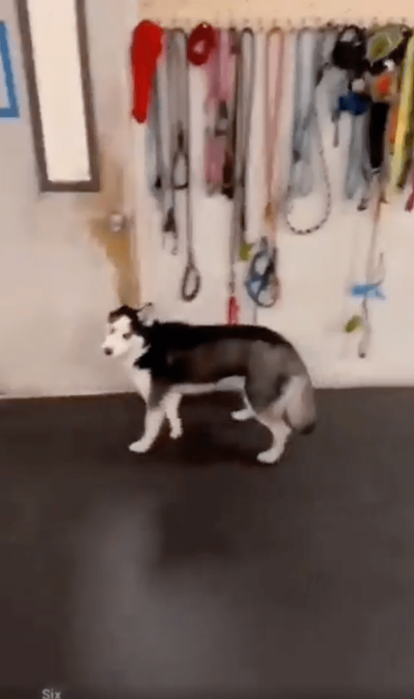 출처 : Reddit / 이정도는 아무것도 아니라개!