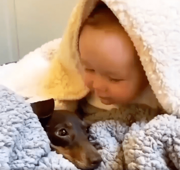 출처 : Reddit / 닥스훈트를 사랑스럽게 바라보는 아이