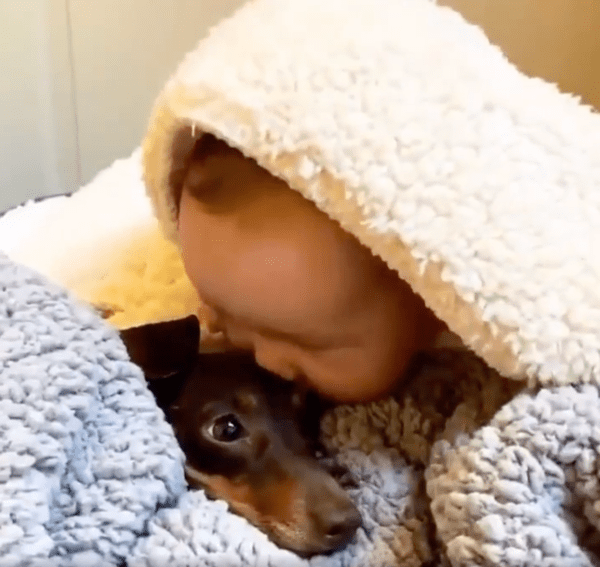 출처 : Reddit / 닥스훈트에게 사랑스럽게 뽀뽀하는 아이