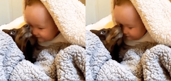출처 : Reddit / 아이에게 화답으로 뽀뽀를 해주는 닥스훈트 강아지