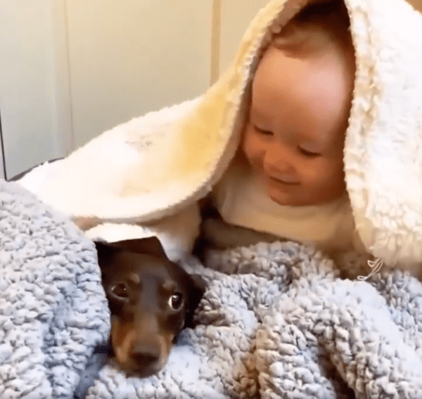 출처 : Reddit / 오늘도 행복한 하루를 보내는 아이와 닥스훈트