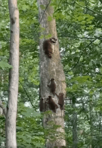 엄마 따라 나무 타는 아기 라쿤들, 숲속의 따뜻한 가족 이야기