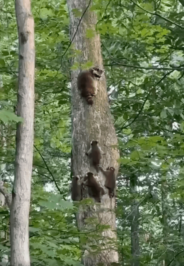 출처 : Reddit / 아기들아, 엄마 따라 잘 올라오고 있니?