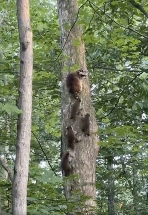 출처 : Reddit / 엄마! 저희도 나무 잘 타죠?