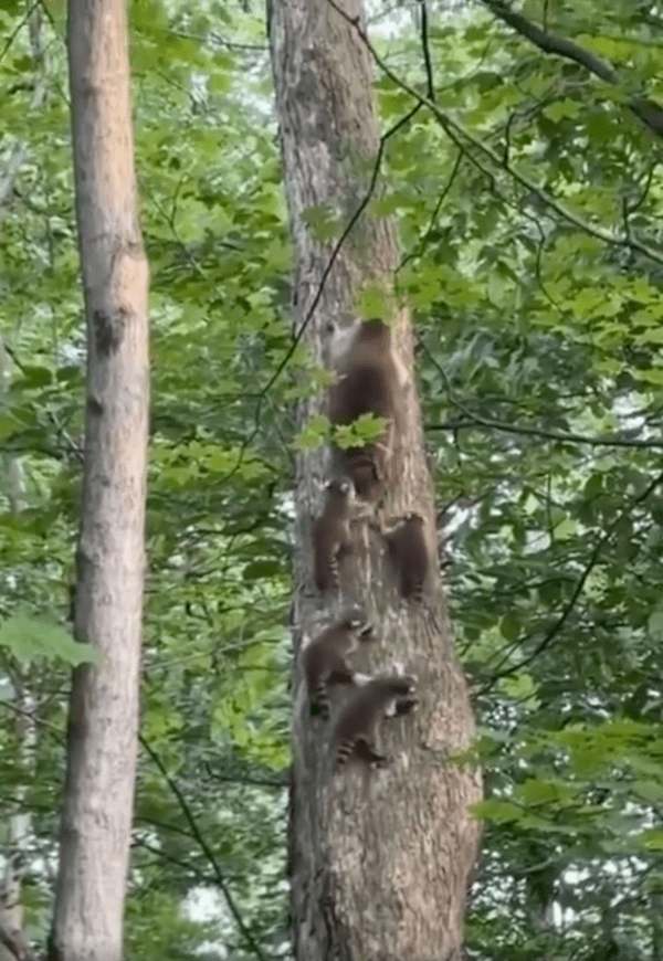 출처 : Reddit / 엄마가 올라온 데까지 올라왔어요! 