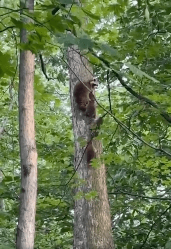 출처 : Reddit / 조심히 올라가자~ 넘어지면 큰일 난다!