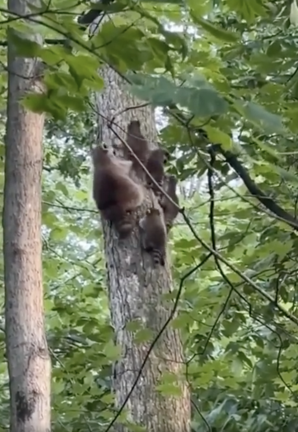 출처 : Reddit / 아기 라쿤들과 함께 나무를 오르는 엄마 라쿤