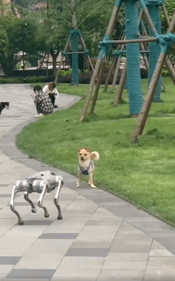 출처 : Reddit / 넌 누구개? 멈칫하며 바라보는 강아지