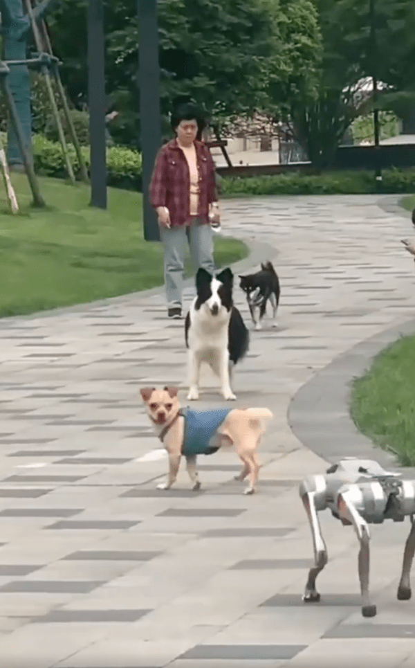 출처 : Reddit / 쟤 강아지 아닌거 같다개!