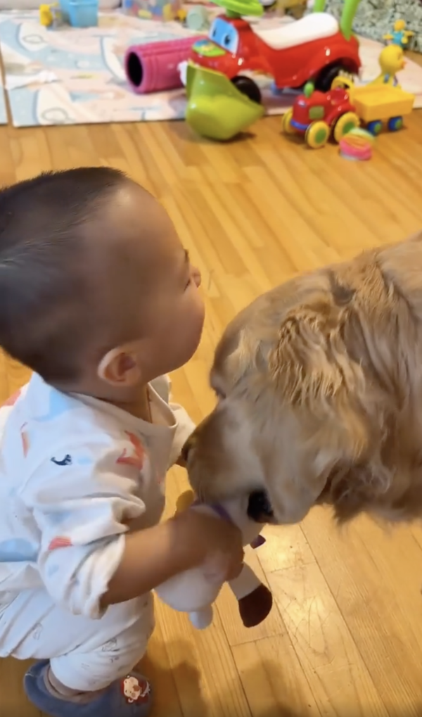 출처 : Reddit / 인형을 주고 싶지 않은 골든 리트리버