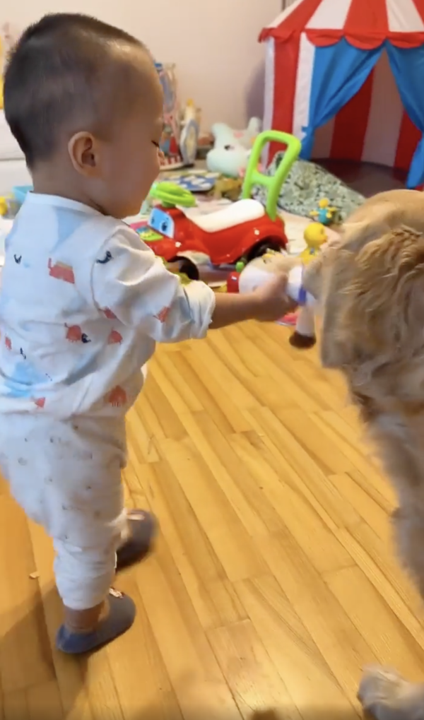 출처 : Reddit / 서로 인형을 놓을 생각이 없는 아이와 리트리버