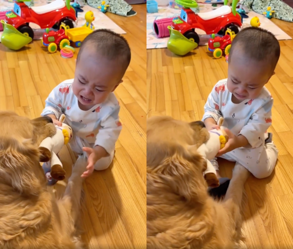 출처 : Reddit / 서로 인형을 놓을 생각이 없는 아이와 리트리버