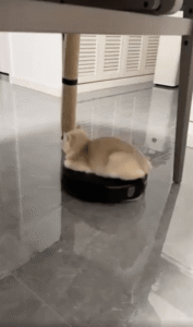 로봇청소기 위 왕좌? 고양이의 황제놀이 전격 공개!