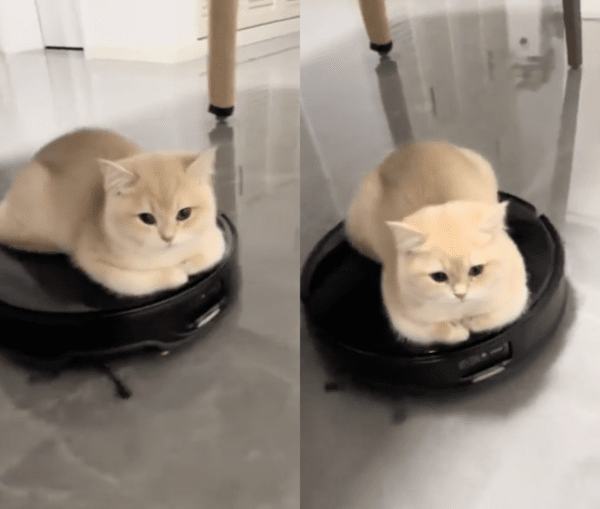 출처 : Reddit / 로청기 위에서 자연스럽게 식빵도 구워야지옹~