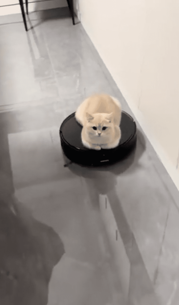 출처 : Reddit / 깨끗이 청소하고 있는지 확인한다옹~