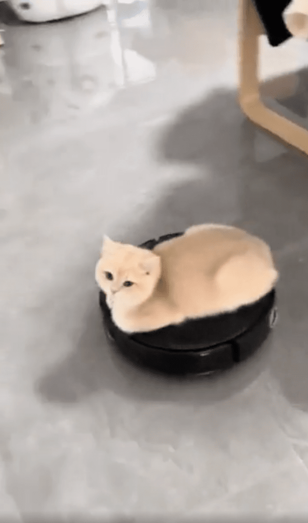 출처 : Reddit / 이곳저곳 가기에는 로청기가 최고다옹~