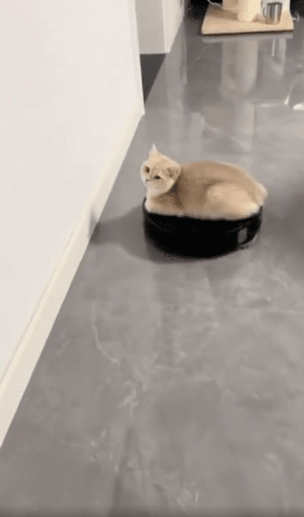 출처 : Reddit / 벽에 다가가도 전혀 무섭지 않은 듯 가만히 있는 고양이