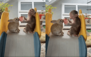 ‘너무 귀여워서 녹아내림’ 토끼와 원숭이의 꿀 뚝뚝 우정 영상!