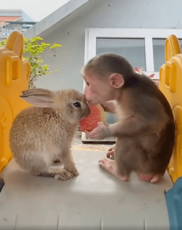 출처 : Reddit / 토끼가 너무 좋은지 수박도 나눠주고 뽀뽀도 하는 원숭이