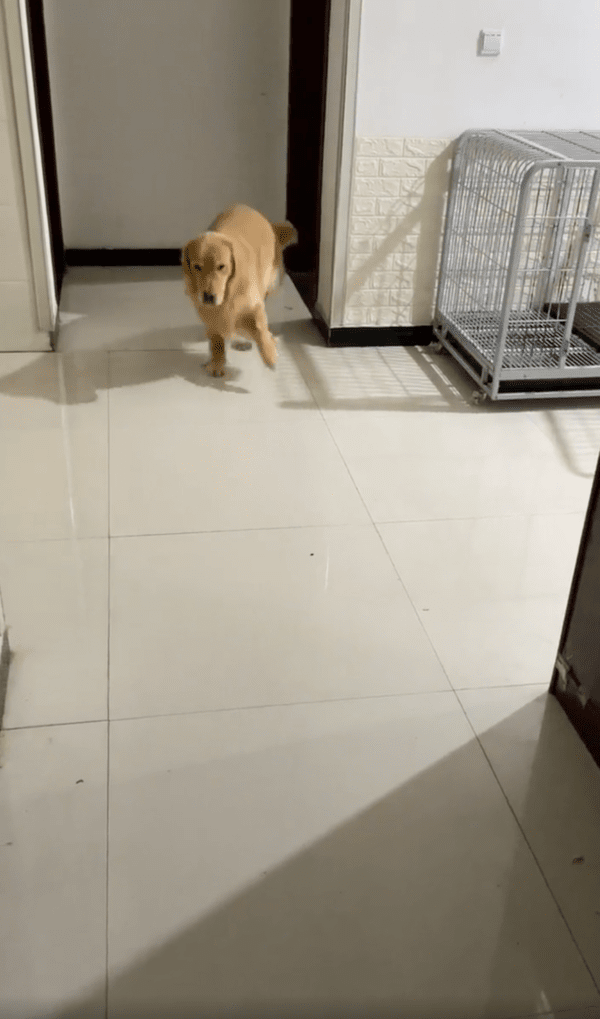 출처 : Reddit / 다리 한쪽을 들고 뛰어오는 골든 리트리버