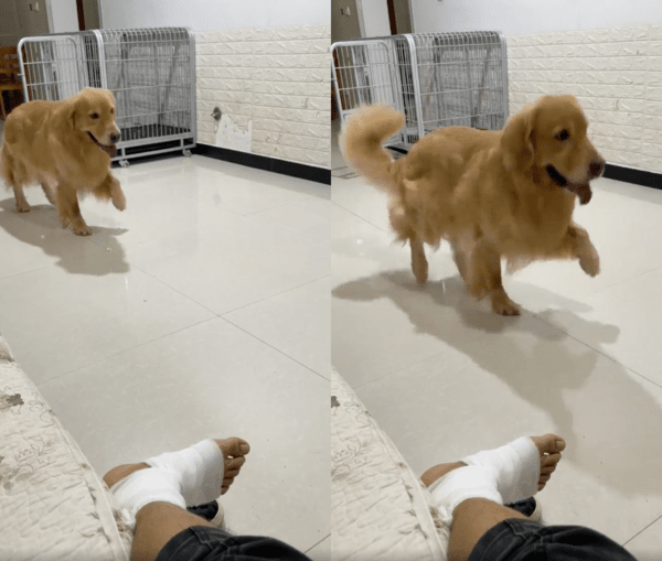 출처 : Reddit / 주인앞에서 깐족거리며 다리를 들고 뛰어다니는 리트리버