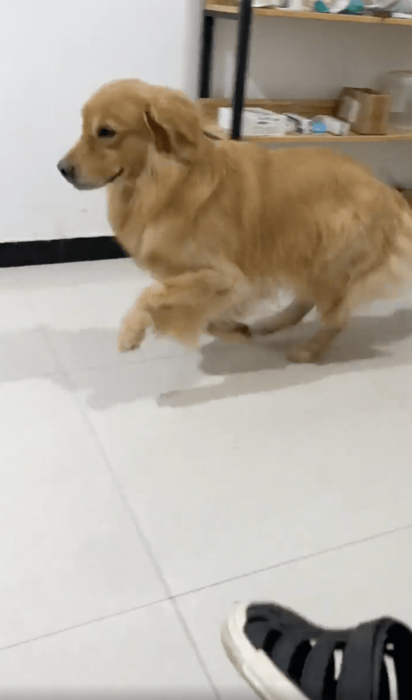 출처 : Reddit / 주인이 화낼 때까지 한쪽 다리 들고 뛰는 리트리버