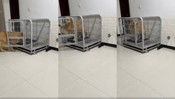 출처 : Reddit / 슬리퍼 던진 주인이 무서워 케이지 안으로 들어가 문을 닫아버리는 리트리버