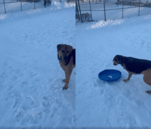 눈썰매 타는 강아지?! 주인의 기막힌 아이디어에 전 세계 ‘웃음 폭발’