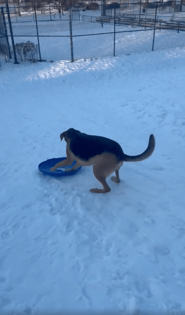 출처 : Reddit / 플라스틱 뚜껑을 타고 썰매를 타듯, 내려가는 강아지