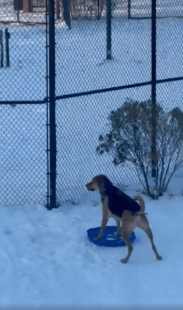 출처 : Reddit / 마당 끝 울타리까지 내려간 강아지