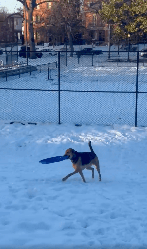 출처 : Reddit / 뚜껑을 다시 물고 올라오는 강아지