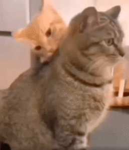 믿으면 큰일 난다? 오렌지 고양이의 충격 반전 순간!