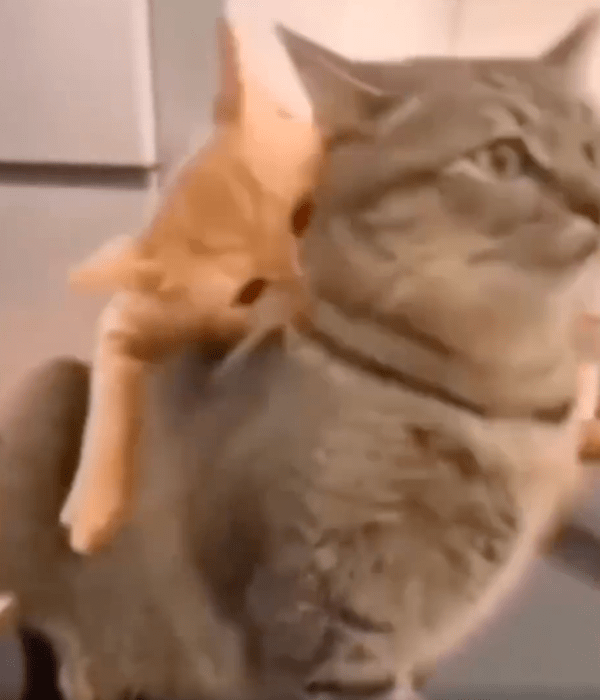 출처 : Reddit / 친구의 뒷덜미를 물기 시작한 오렌지 고양이