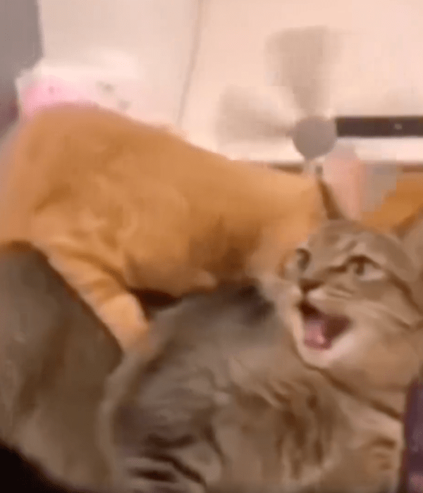 출처 : Reddit / 갑자기 나를 왜 무는거냥! 오렌지 고양이는 역시 믿으면 안된다냥!