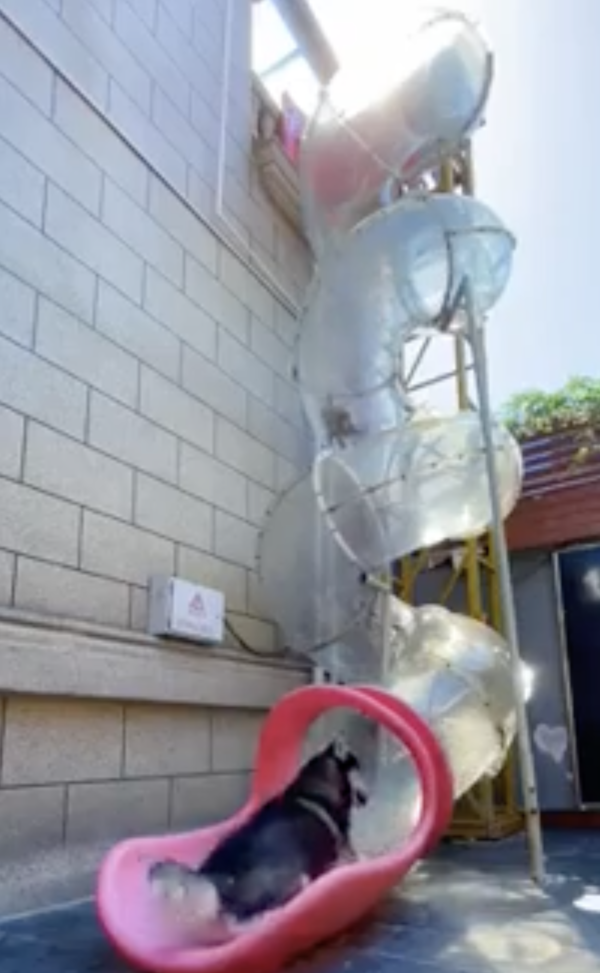 출처 : Reddit / 미끄럼틀을 뒤로 내려온 허스키