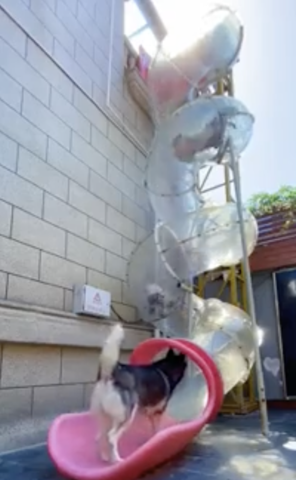 출처 : Reddit / 친구들이 잘 내려오고 있는지 보고 있는 허스키